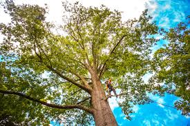 How Our Tree Care Process Works  in  Cloverleaf, TX